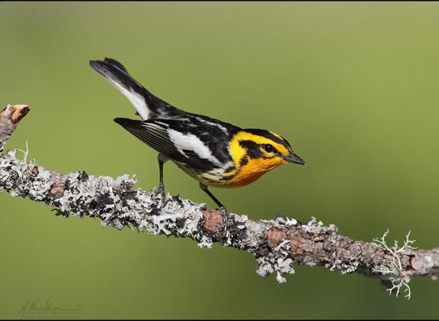Blackburnian Warbler