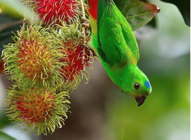 green hanging parrot