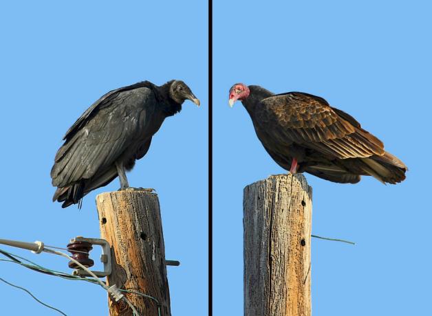 Black Vulture - Turkey Vulture comparison