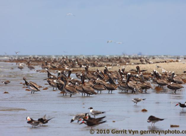 Brown Pelicans