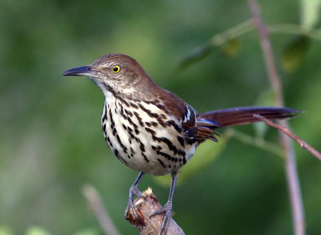 Shifts In Habitat = Shifts In Species 