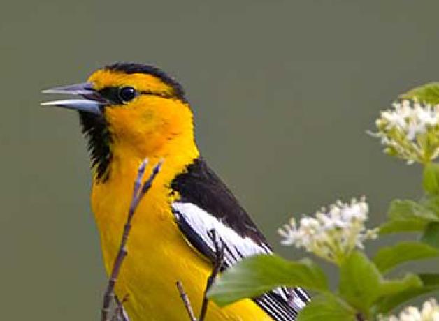 Bullocks Oriole