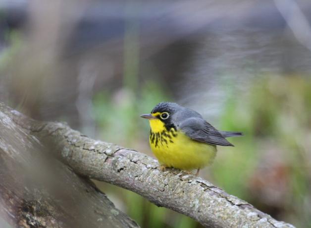 Canada Warbler