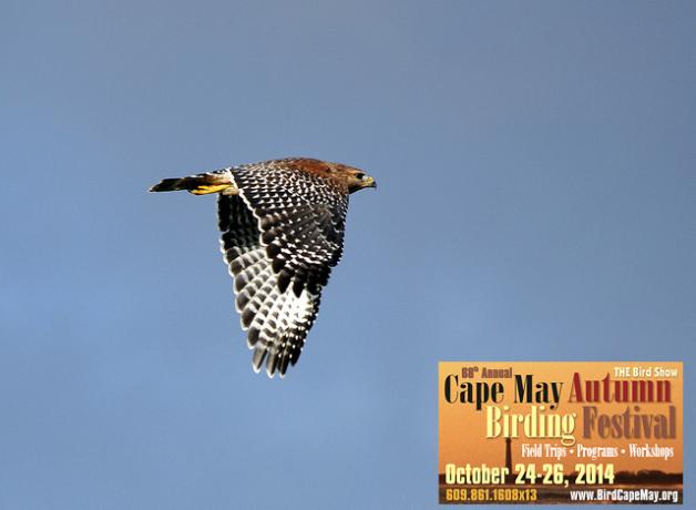 Red-shouldered Hawk over Cape May
