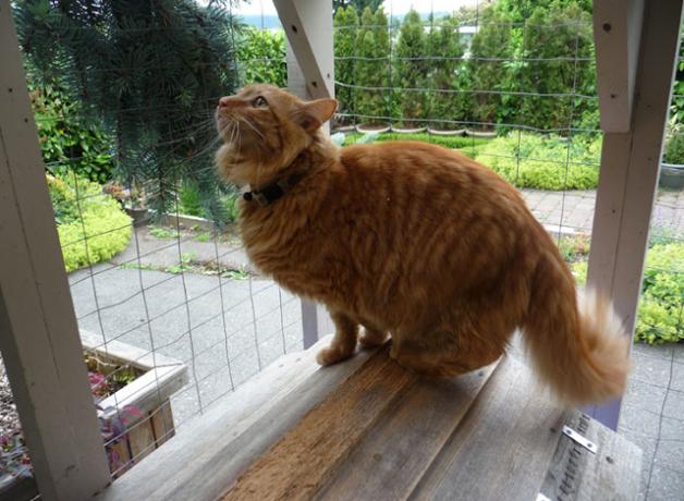 A Catio with cat