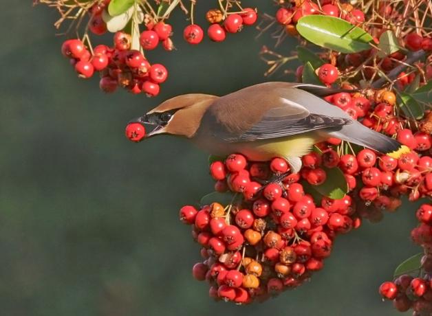 Cedar Waxwing eating berries, a favorite food