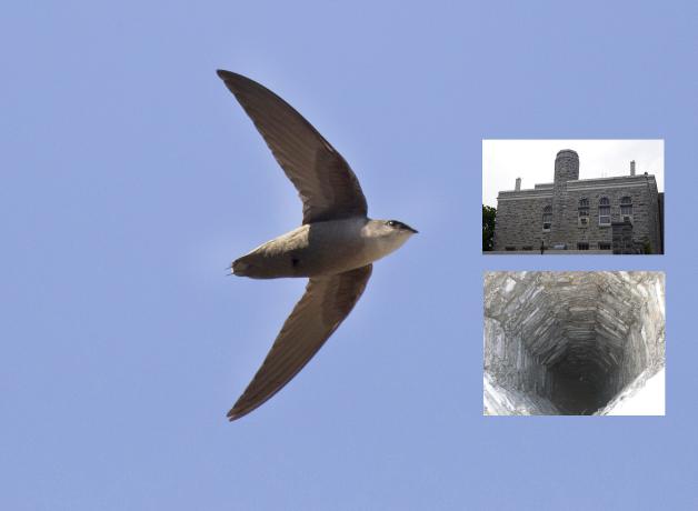 Chimney Swift with image showing chimney at Thompson Rivers University