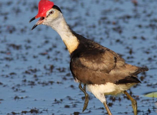 Comb-crested Jacana carrying a chick
