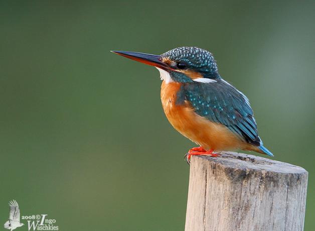 Common Kingfisher