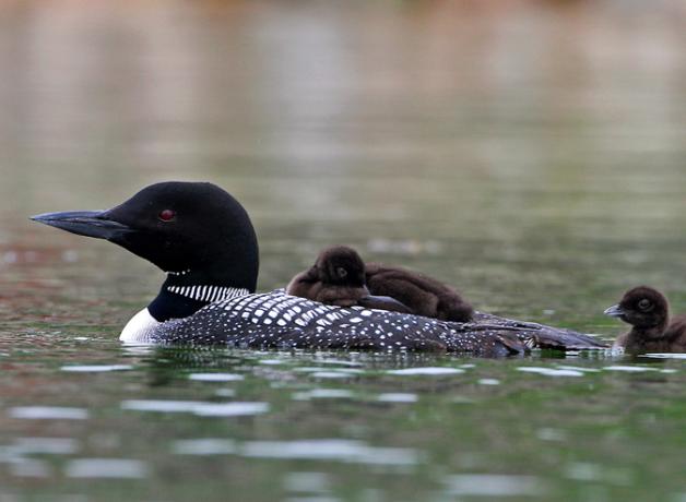 Common Loon with chicks