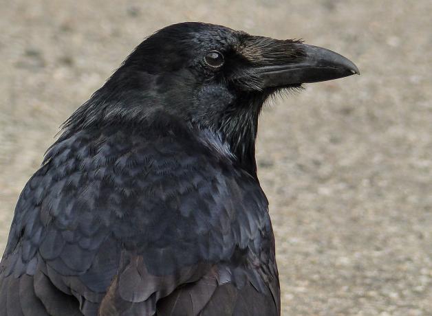 City Ravens | BirdNote