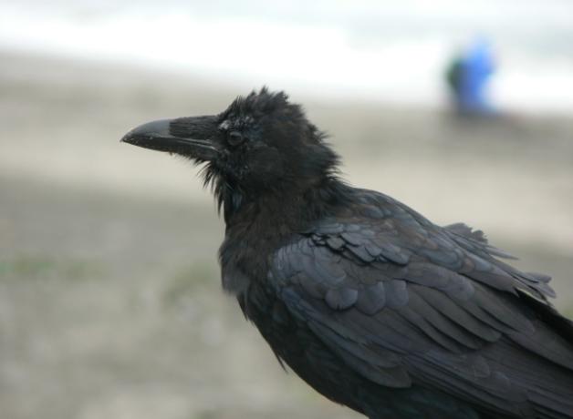 A molting Common Raven