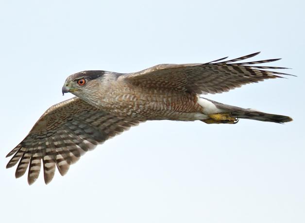 Cooper's Hawk in flight