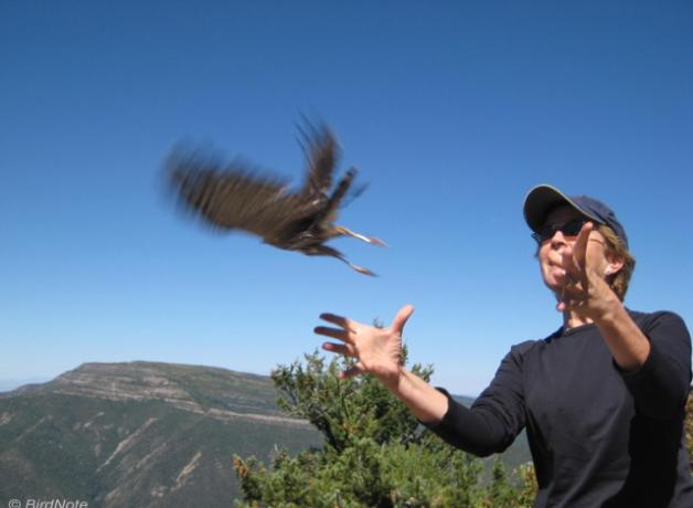 Bird Note founder Chris Peterson releases a bird