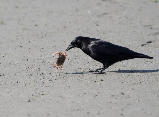 Crow with crab