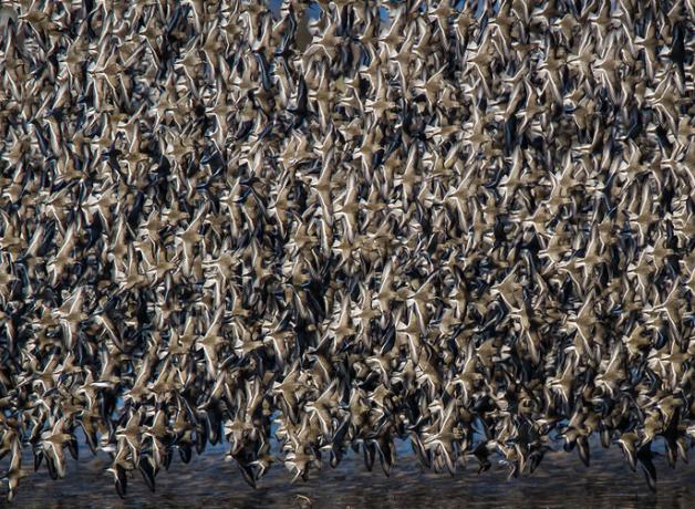 Dunlin flock