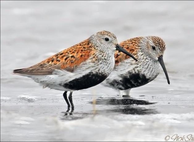 Dunlins