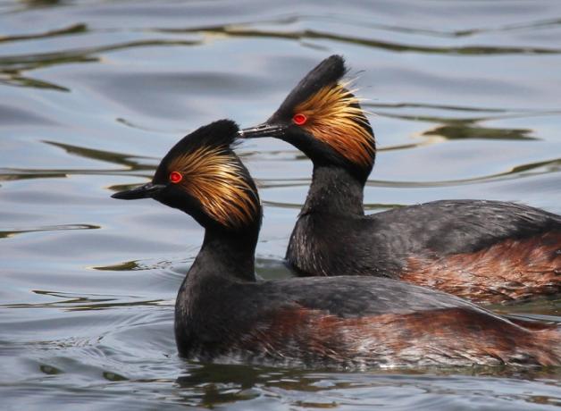 Eared Grebe, breeding plumage adults