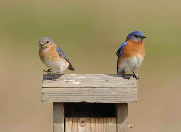 Eastern Bluebirds