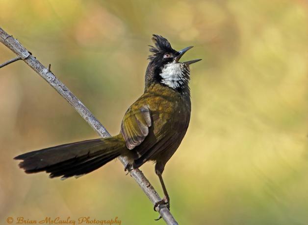 Eastern Whipbird calling