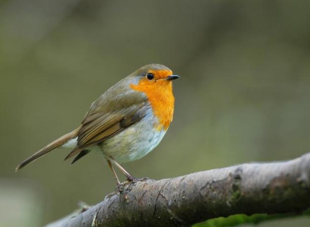 European Robin perched on a branch