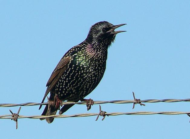 European Starling on a common perch