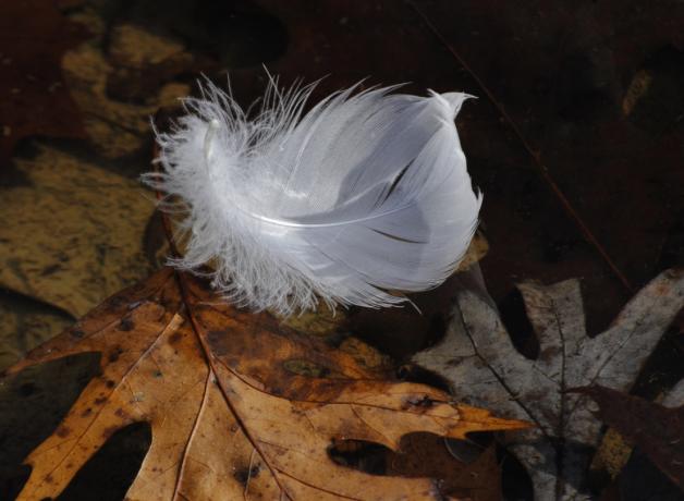 Feather on the ground
