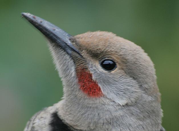 Northern Flicker