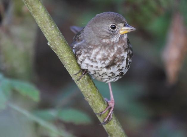 Fox Sparrow perched on branch
