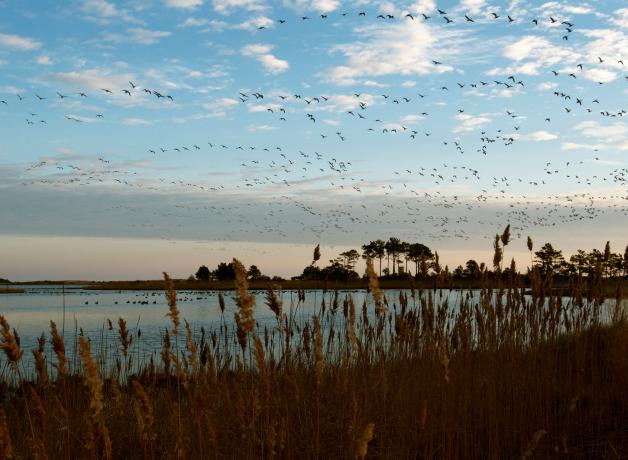 Geese in flight over a marsh