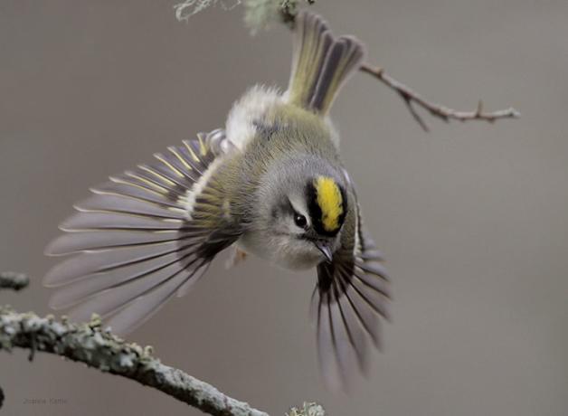 Golden-Crowned Kinglet