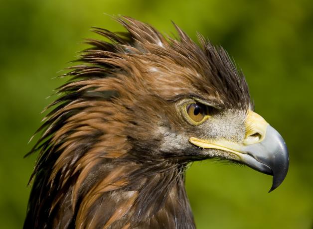 Golden Eagle
