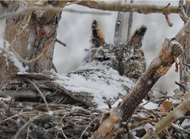 Great Horned Owl in nest covered with snow