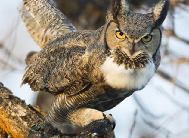 Great Horned Owl