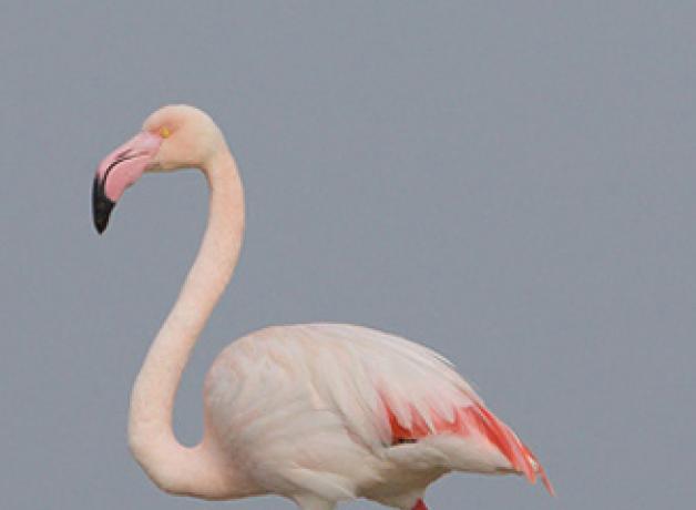 Greater Flamingo