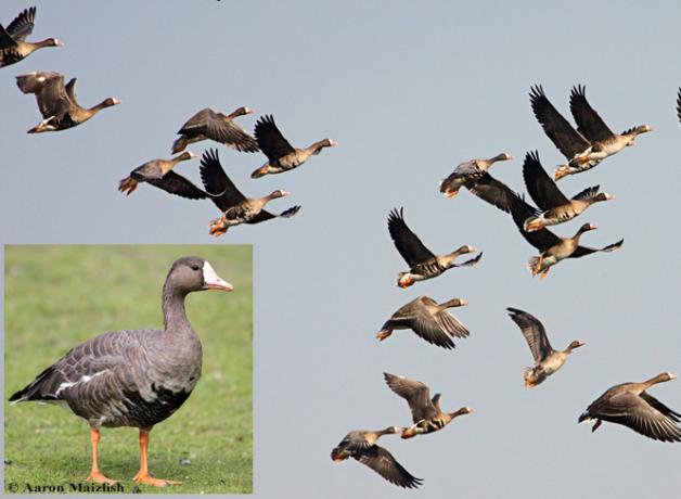 Greater White-fronted Geese