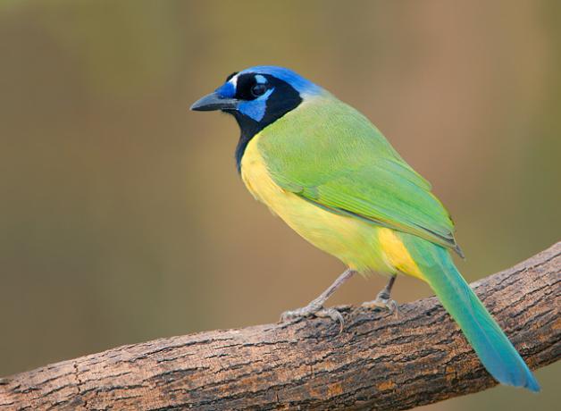 Green Jay in left profile, showing green back and tail, yellow body and blue and black head and beak