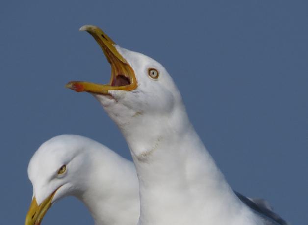 Herring Gull