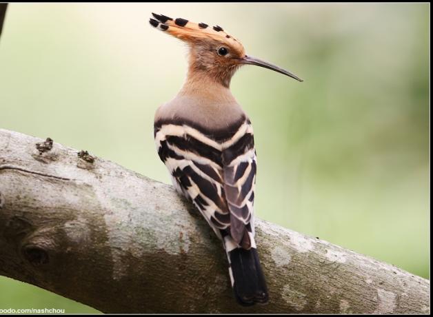 Hoopoe perched on branch