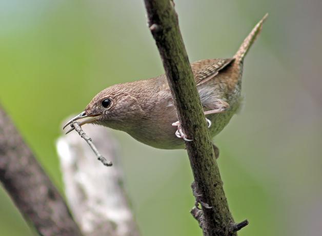House Wren with nest material
