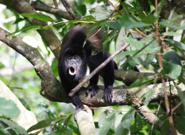 Howler Monkey "howling"