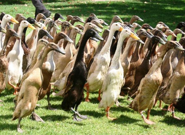 Indian Runner Ducks