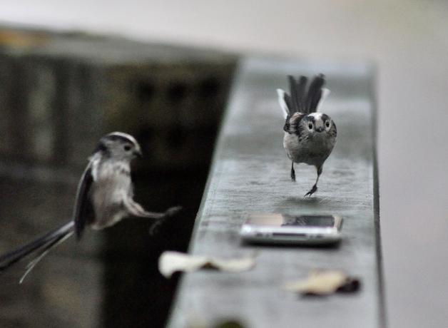 Long-tailed Tit
