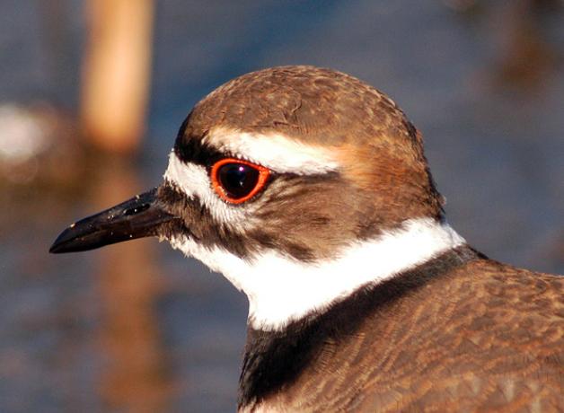 Kildeer stays alert