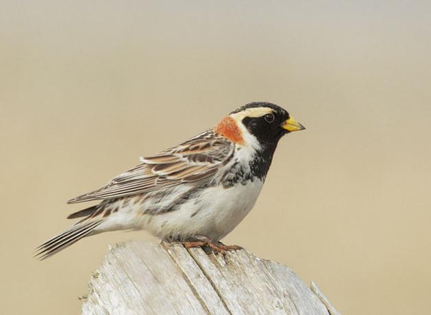 16-Year-Old Aaron Gyllenhaal Sets New Birding Record | BirdNote