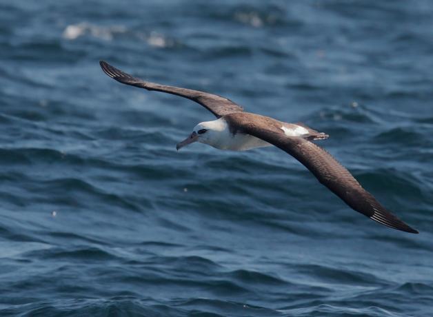 A Laysan Albatross flying over open water.