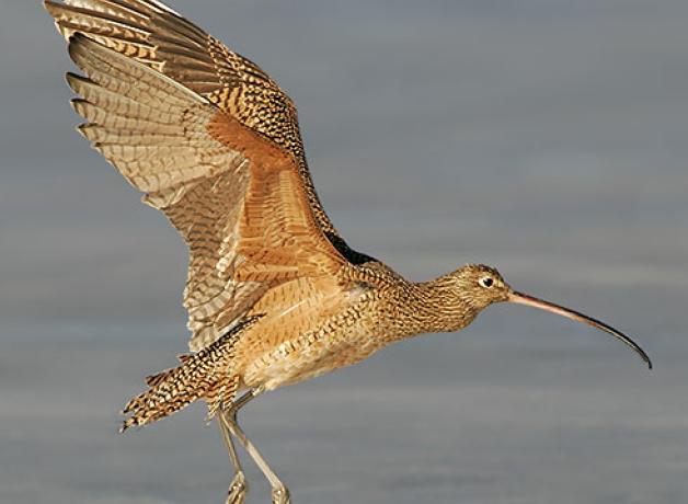 Long-billed Curlew coming in for a landing with wings outstretched