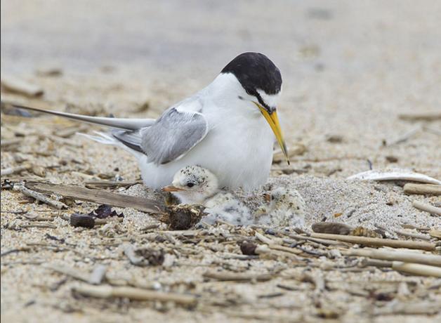 Least Tern and it's chicks