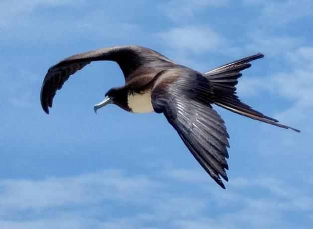 Magnificent Frigatebird in flight, its wings outstretched against a partly cloudy sky