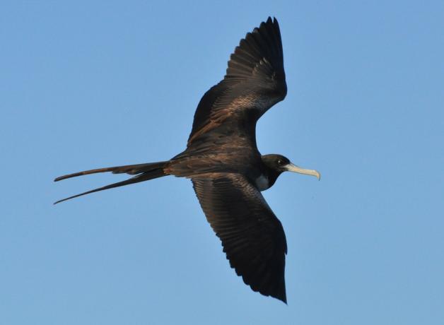 Magnificent Frigatebird in flight